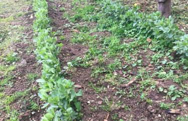 Agriturismo Villa Orchidea - Foto 34