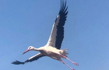 Storchenhof - Foto 24