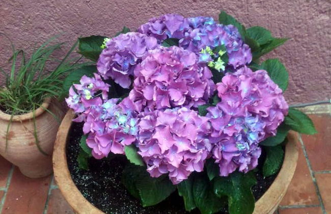 Porto Maltese Boutique Estate - Photo 44