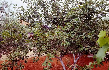 Apartments Elena - Foto 33