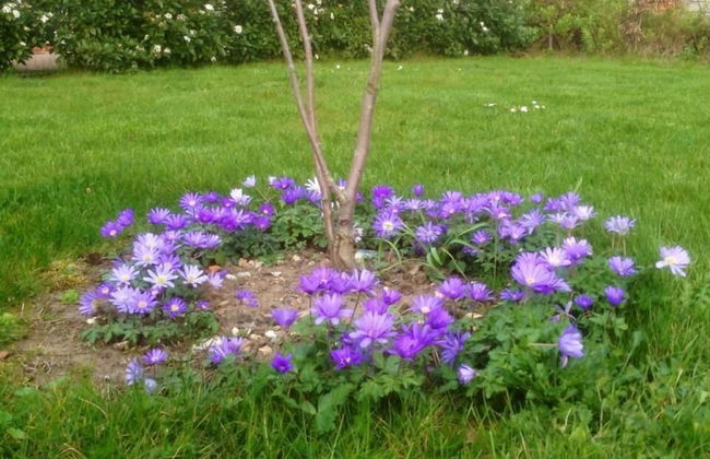 Lackford Lakes Barns - Foto 47