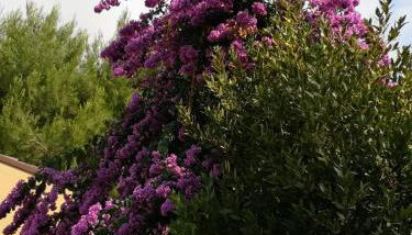 La Buganvilla - Foto 4, Garden