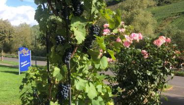 Haus Nummer 1, Moselblick - Foto 4, Other