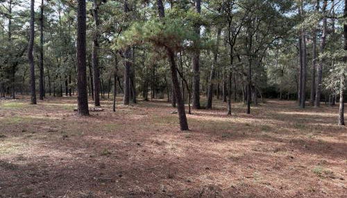 The Pine Tree Palace - Photo 3