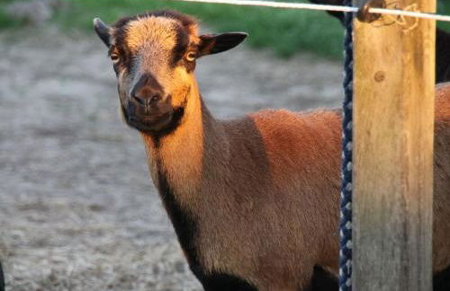 Deichhasenhof Comfortable holiday residence - Foto 21