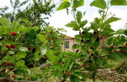Country House With Big Garden - Photo 39