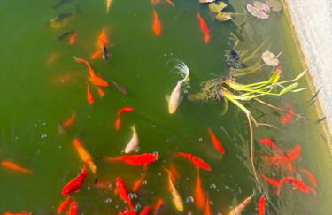 Masseria Causio - Foto 24