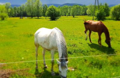 Zacisze pod Śnieżką - Foto 13