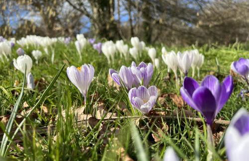 Mole Cottage - Foto 133