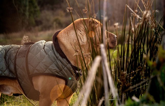 The Forest at Mount Congreve Gardens - Foto 30