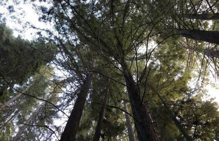 Sonoma Coast River Retreat for 6 Whole House - Foto 22