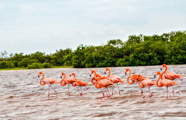 Paseo en barco por los manglares de Río Lagartos - Foto 5