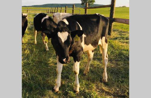 Irenes Tinyhouse - Foto 27