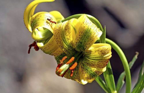 Apartament Cal Cinto - Foto 22