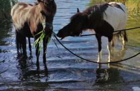 Haus an der Pferdekoppel am Blankenburger See - Photo 30