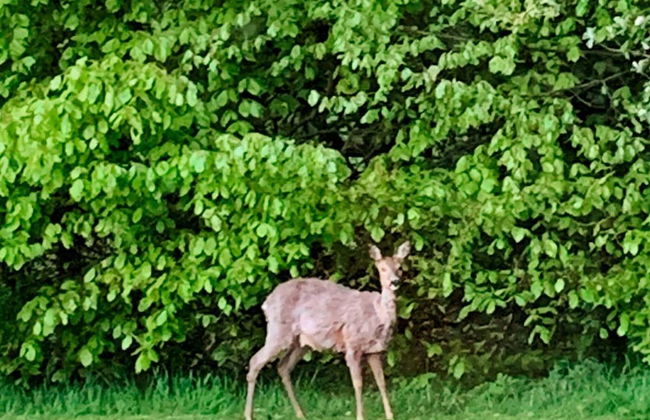 6 Person Holiday Home in Augustenborg - Foto 25