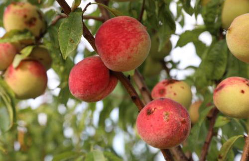 GITE MONTGOLFIÈRE 4 PERSONNES - Foto 25