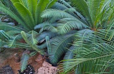 Monica's Tropical Villa - Foto 51