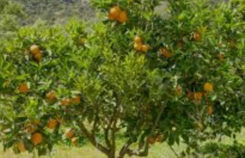 Cortijo EL LLANO - Foto 41