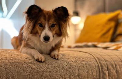 NADBAŁTYCKI ŚWIT - Gdynia Pogórze - Foto 35