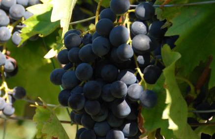 Gartenhaus am Weinberg - Foto 40