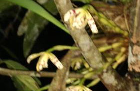 Sítio Canto das Águas - Foto 36