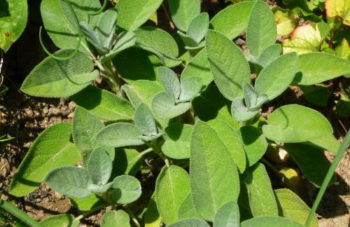 Wolfs Ferienhaus - Natürlich Eifel - Foto 26