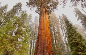 Bear Hollow by Sequoia National Park - Foto 67