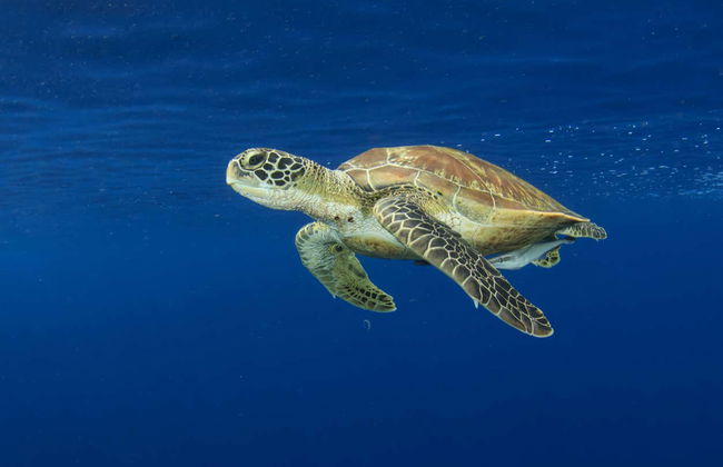 Snorkel en la bahía de Acapulco - Foto 7