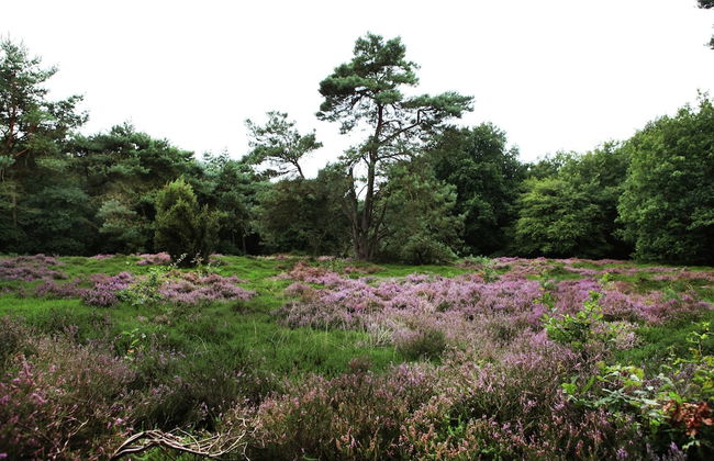 Cozy Holiday Home near Forest in Zuidwolde - Foto 40