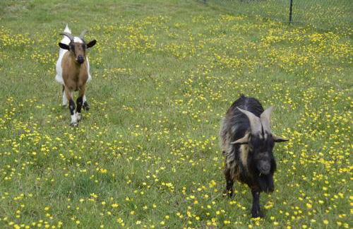 Les jardins des coccinelles - Foto 6