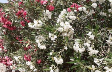 Casa Gregory - Photo 71