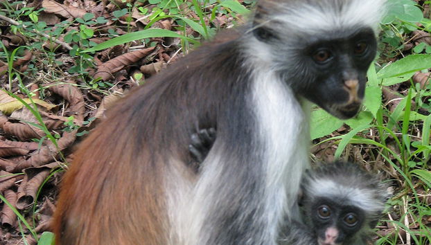 Jozani National Park Tour - Photo 3