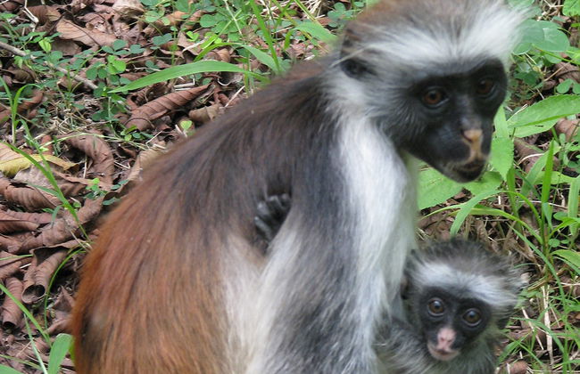 Jozani National Park Tour - Photo 3