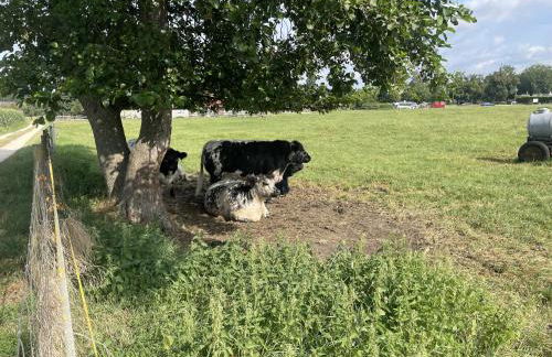 Studio im Grünen und Bodenseenähe - Foto 20