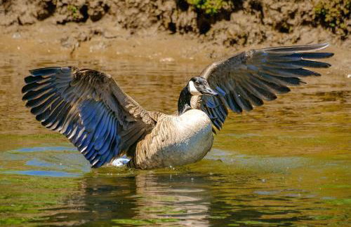 Toccoa River House - Foto 24