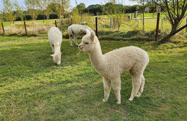 Dartmoor Reach Alpaca Farm - Foto 36