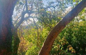 Βίλα Αρμονία Ορεινή Κορινθία - Foto 50