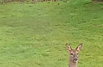 Deers view - Foto 19