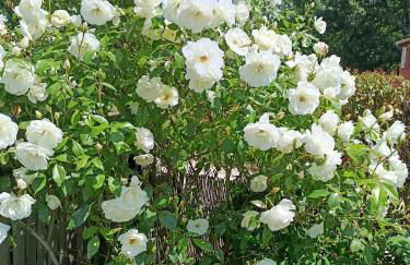 STUDIO Jasmin & Jardin 1 à 2 pers à Villa Terra - Photo 19