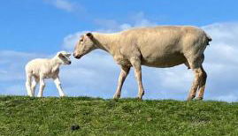 Haus mit Meerblick & Garten - Foto 4, Other