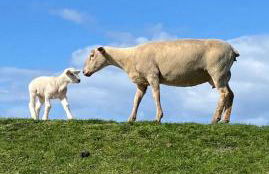 Haus mit Meerblick & Garten - Foto 4