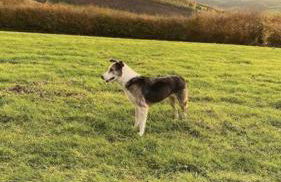 Cottage on Exmoor - Sleeps 8 & Parking - Photo 13