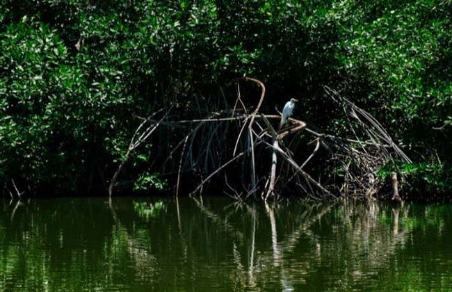 Ciénaga Grande de Santa Marta Day Trip - Photo 3