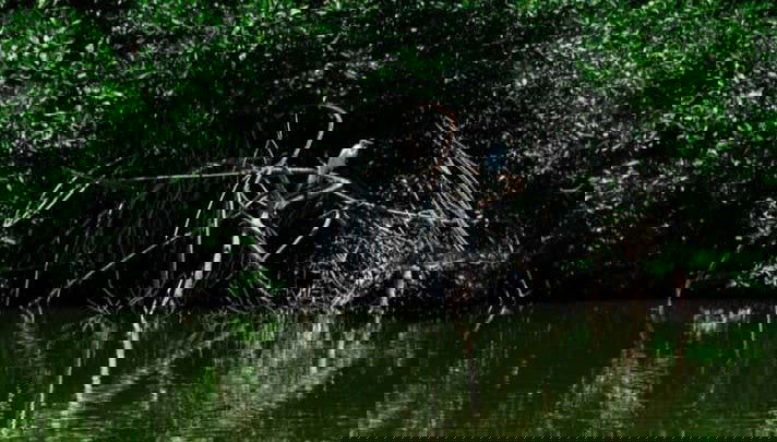 Learning about Ciénaga's wildlife