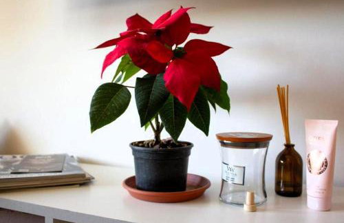 Getaway for two - Dubrovnik Area - Foto 16