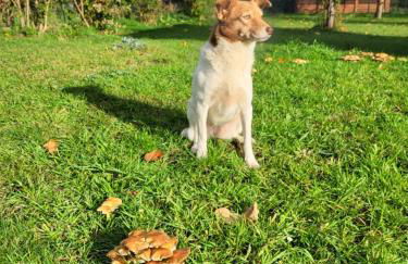 Ferienwohnung Am Wasserturm mit kleinem Bauernhof - Foto 35