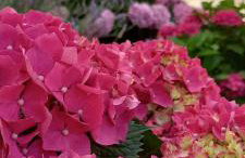 Holiday House Fantasy With Pool - Foto 68