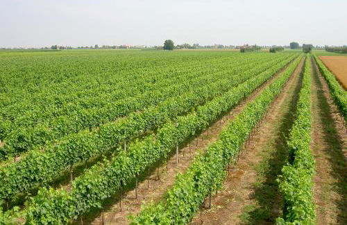 Agriturismo Ravaglia Grande - Photo 49