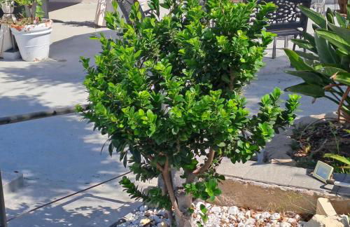 Villa Andres - Foto 29